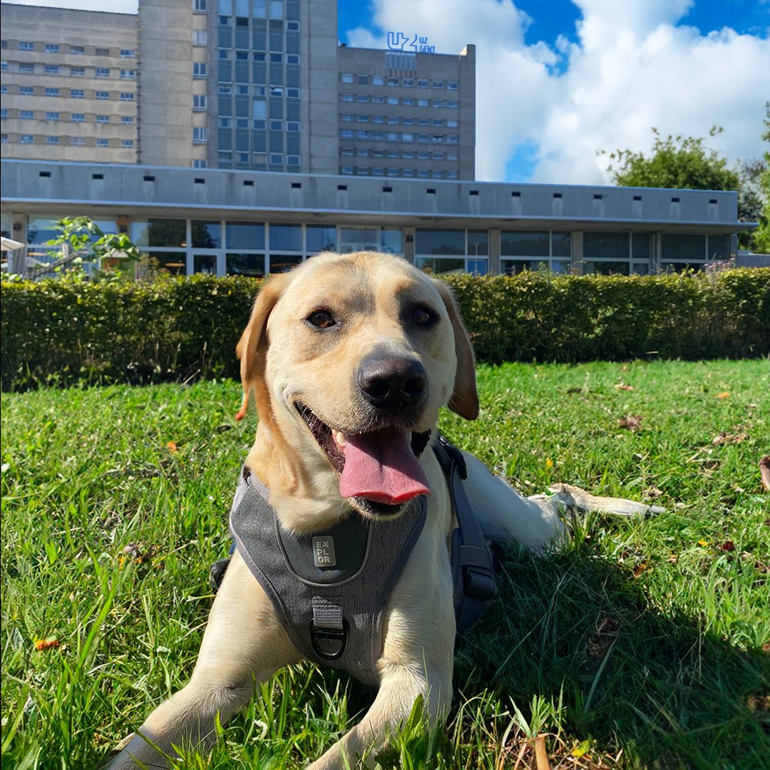 A day out with Nuna, the therapy dog of UZ hospital Ghent