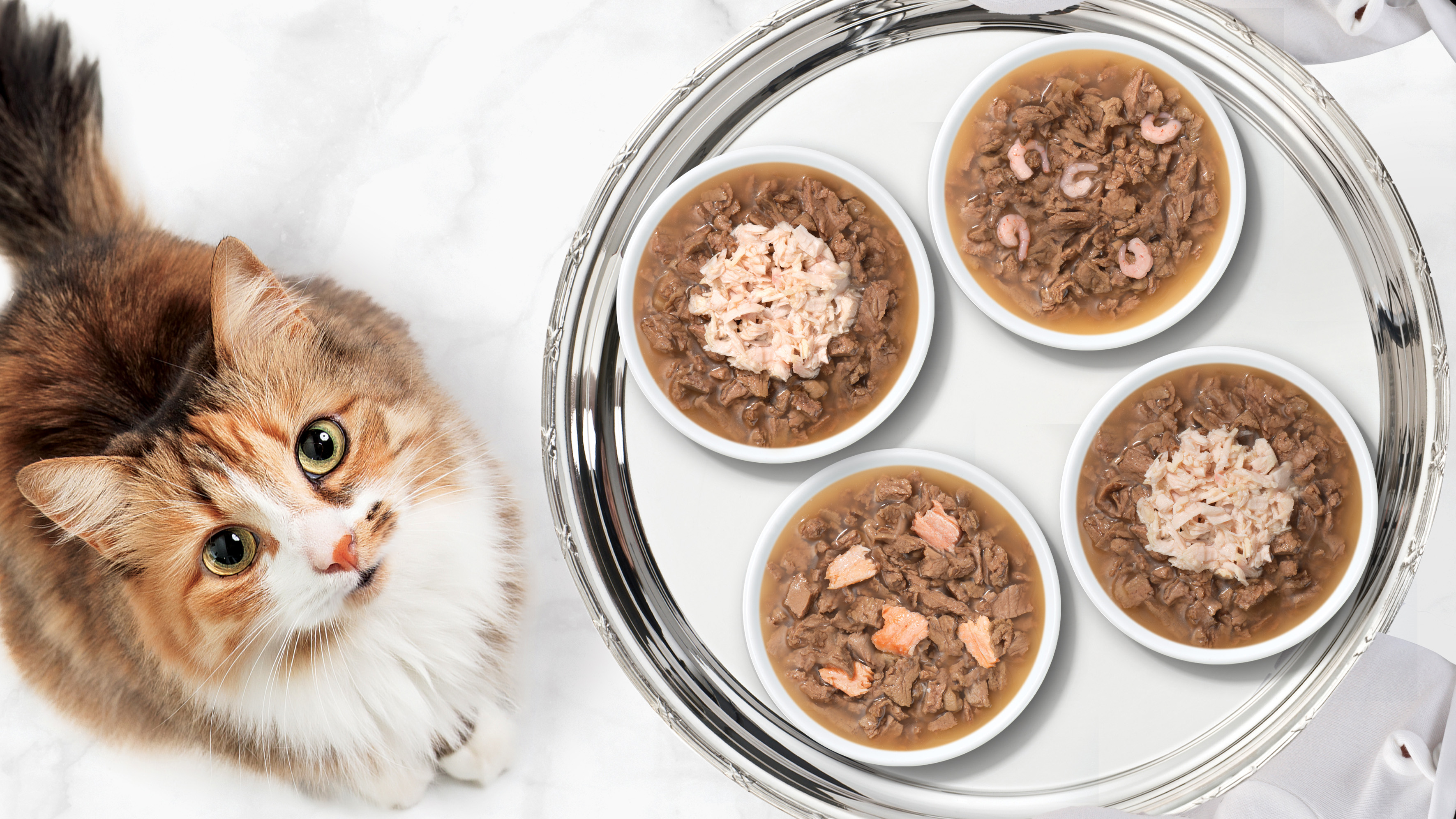Catit Cuisine : le plaisir culinaire pour les fins gourmets