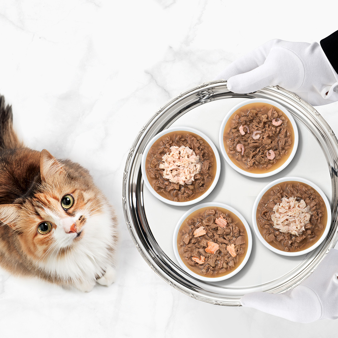 Catit Cuisine : le plaisir culinaire pour les fins gourmets