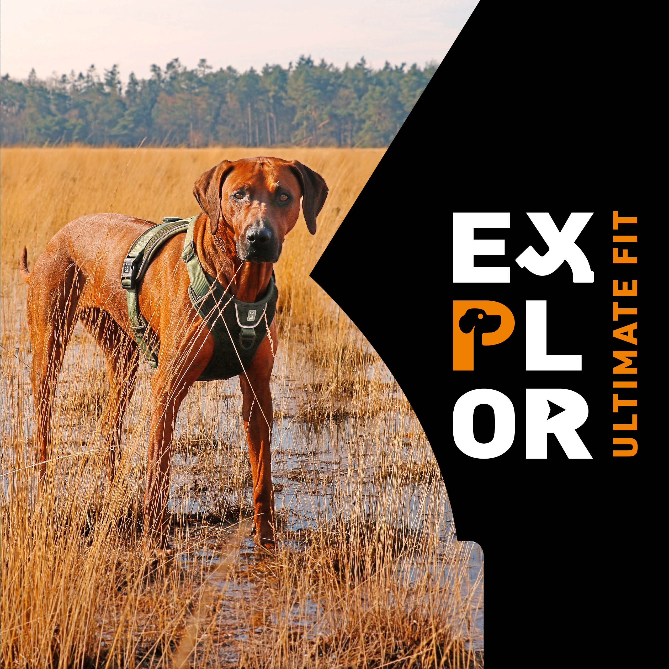 NEU! EXPLOR Ultimate Fit: Geschirre, Halsbänder und Leinen