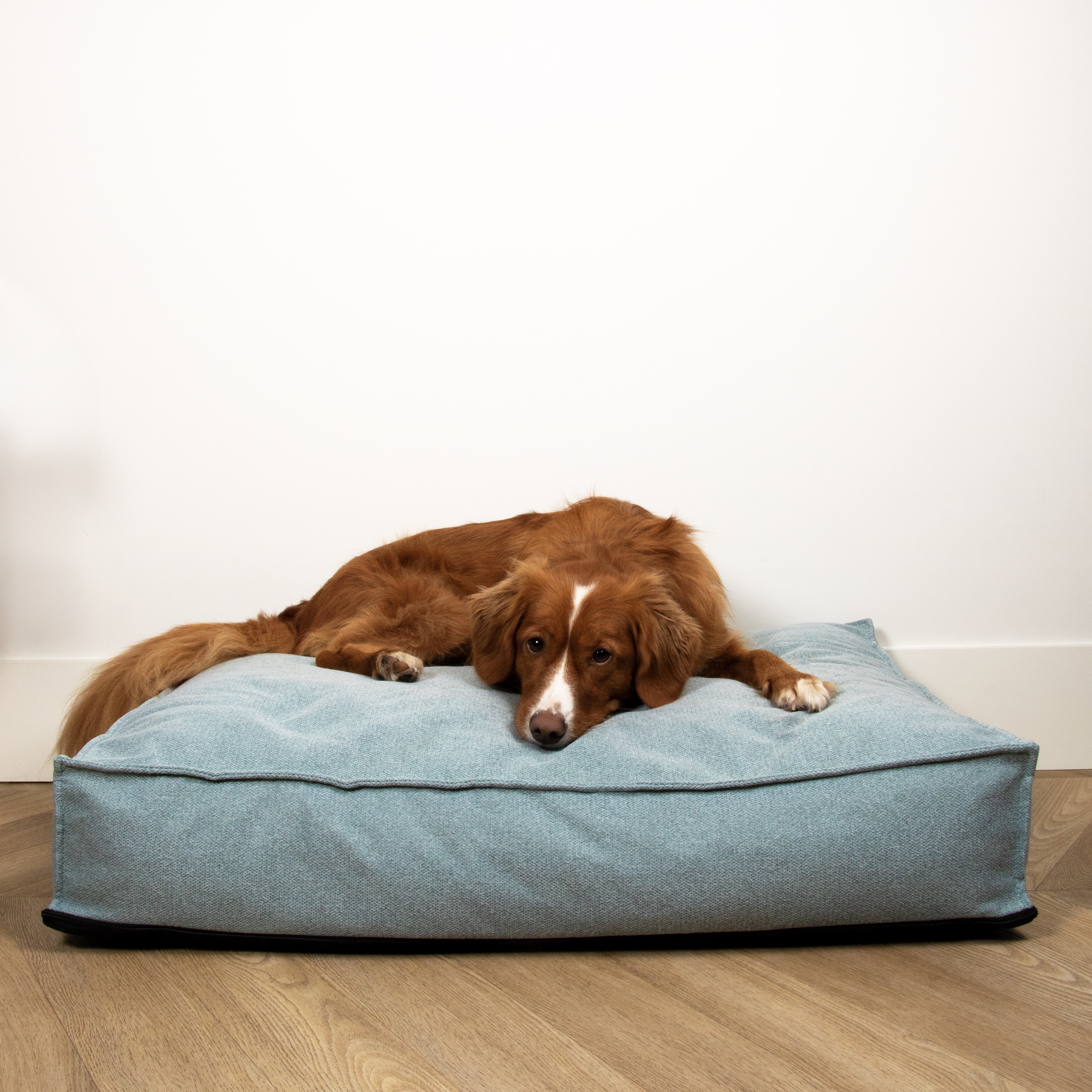 New: D&D Home Eden: premium dog cushions