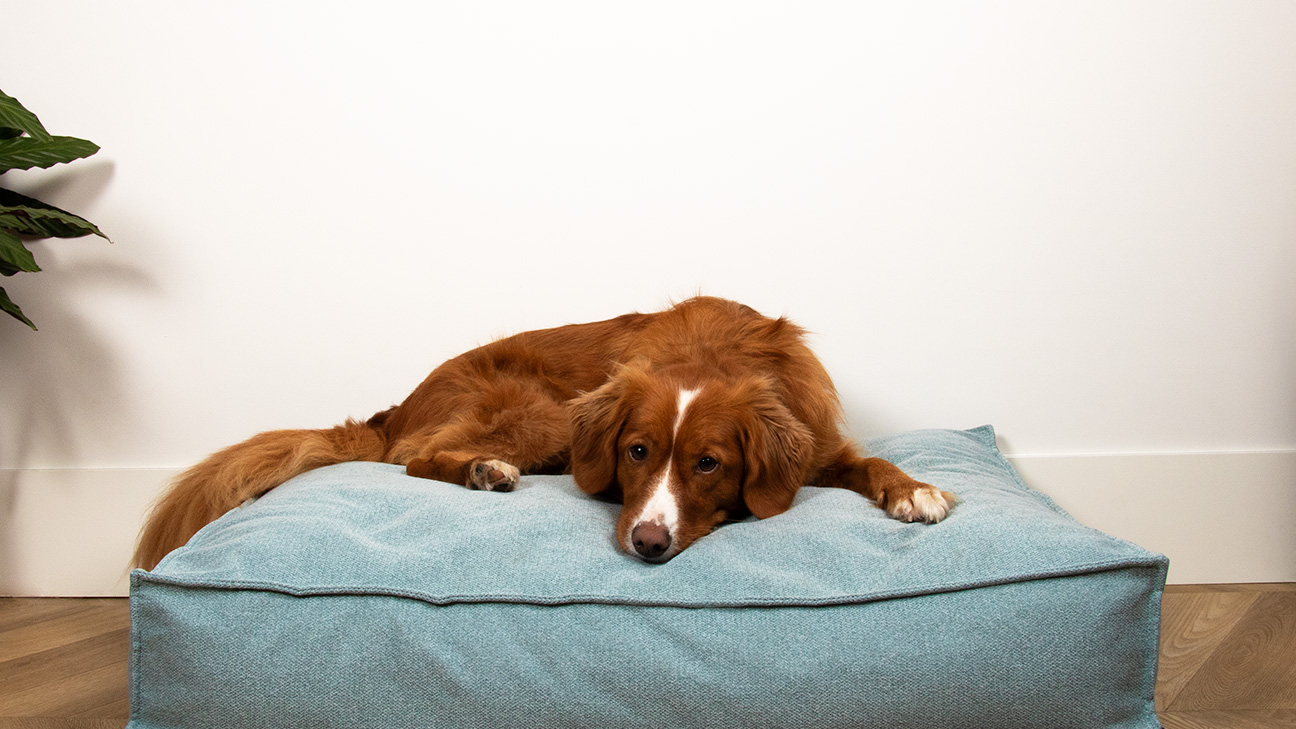 Nouvelle collection Eden: coussins et paniers confortables pour chiens