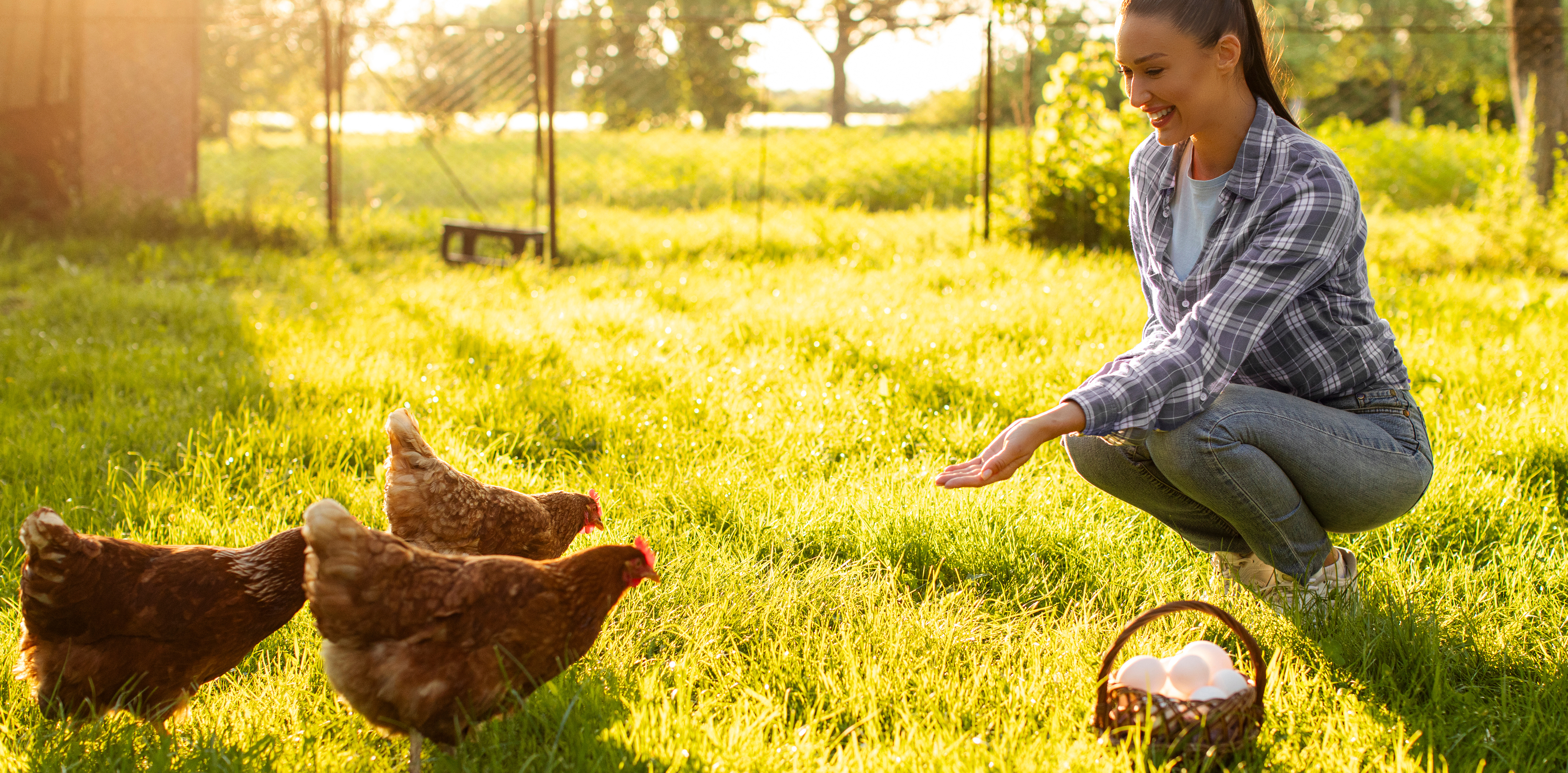Spring is here! Discover everything for your chicken assortment!