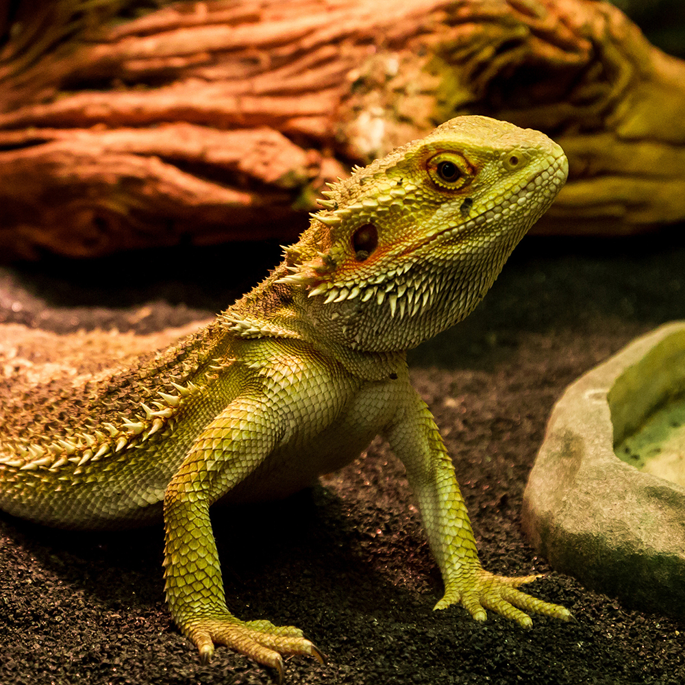 Vivarium, de consumentenbeurs voor de aquarium- en terrariumliefhebbers