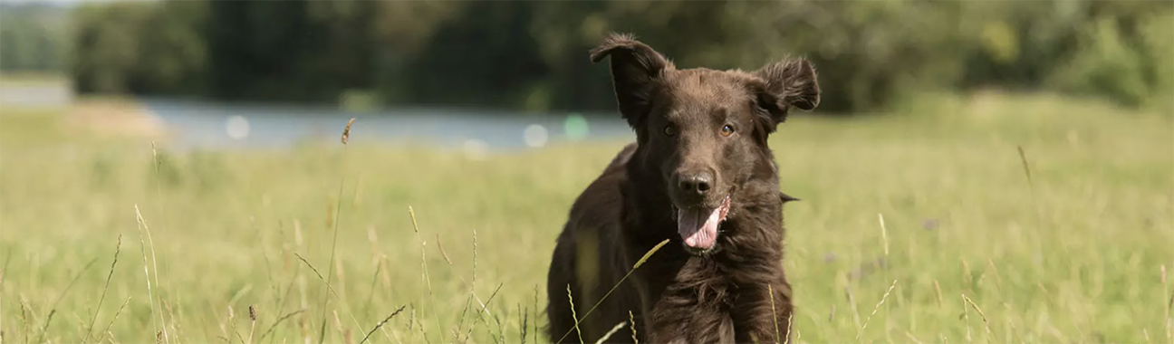 Eukanuba