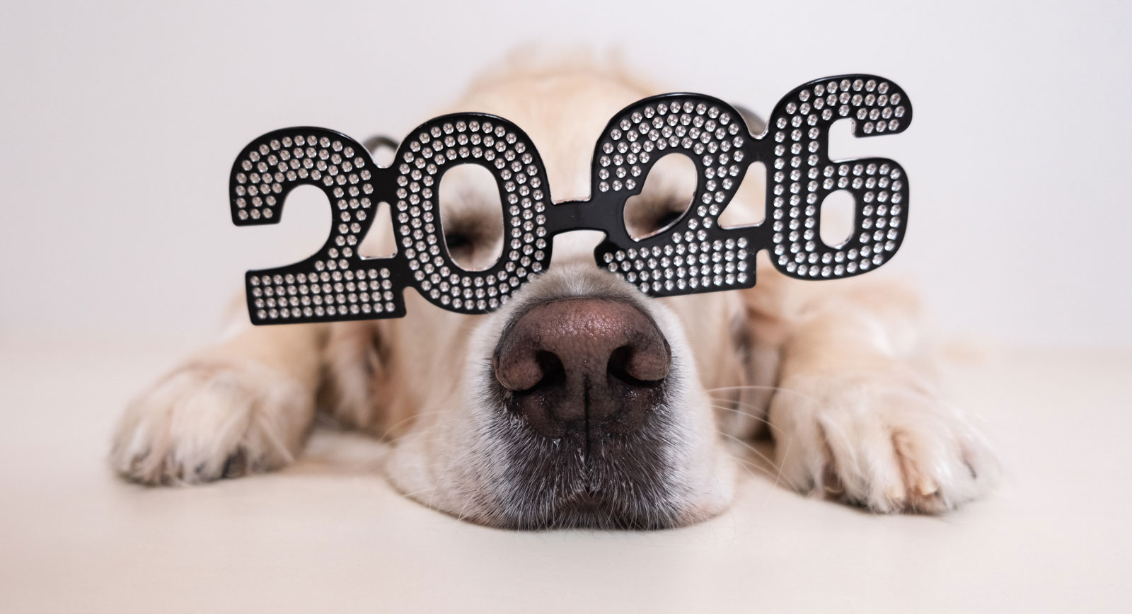 2026-dog