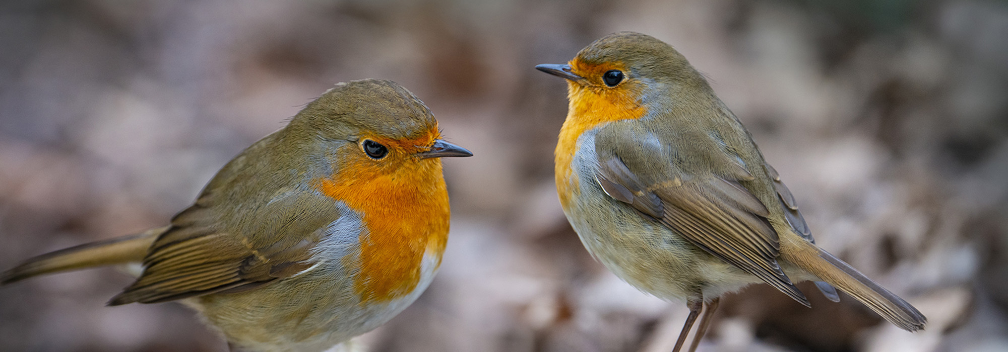 A close-up of two robins