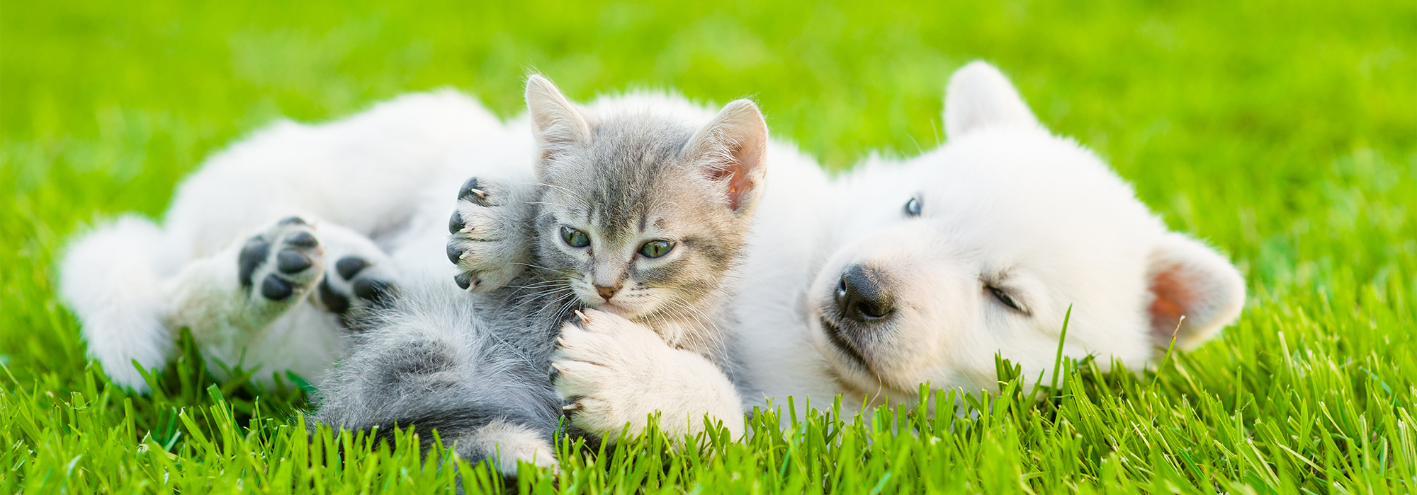 A puppy and a kitten playing in a field