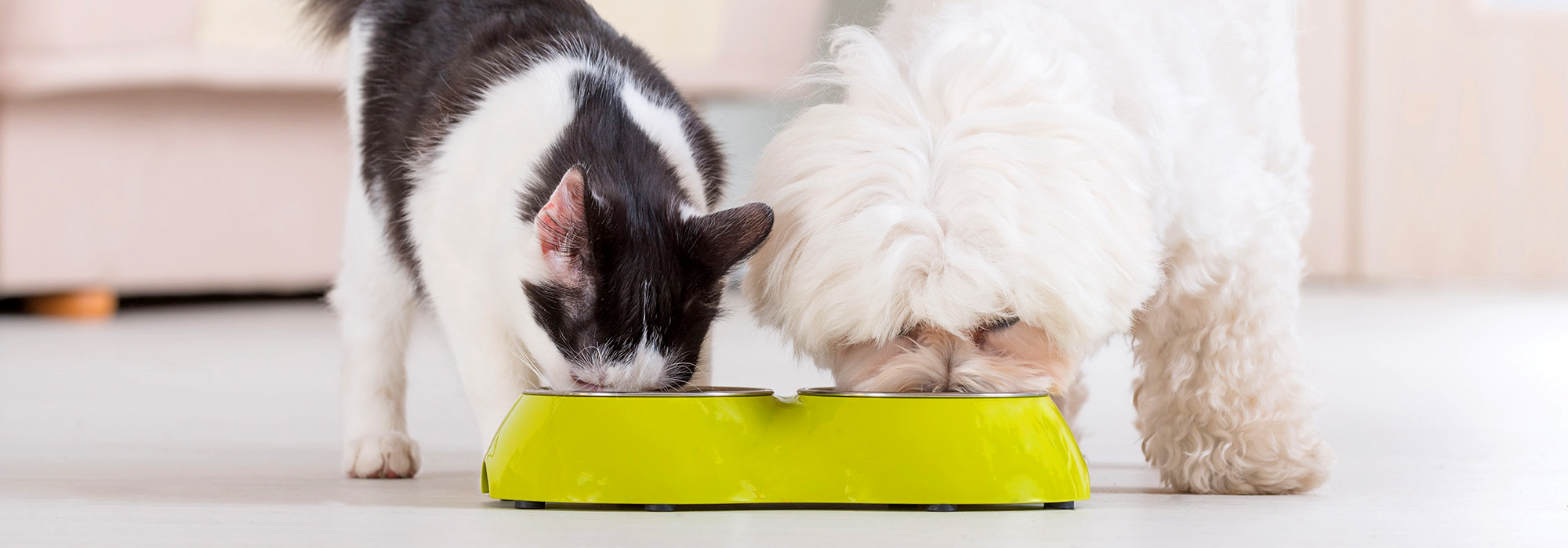 A dog and a cat eating out of a bowl